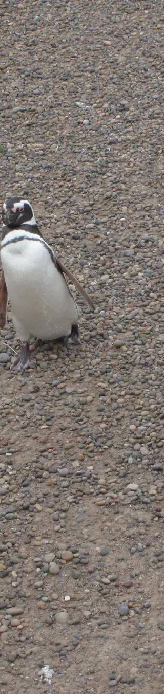 Die Magellanpinguin-Kolonie